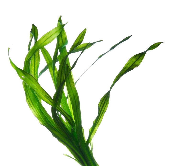 Haeckels Photo Algae Mattify ansiktsserum Ansiktsserum Haeckels 